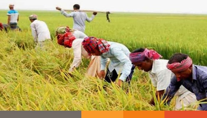দেশজুড়ে বোরো ধানের বাম্পার ফলন, কাটার উৎসব শুরু দেশজুড়ে বোরো ধানের বাম্পার ফলন, কাটার উৎসব শুরু