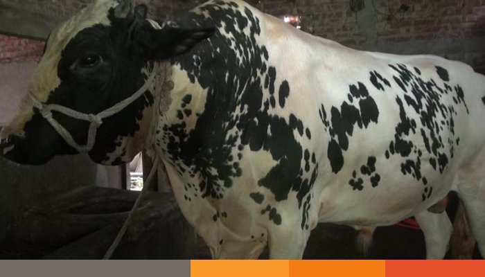 দিনাজপুরে ৪০ মণ ওজনের সম্রাট কোরবানির জন্য প্রস্তুত