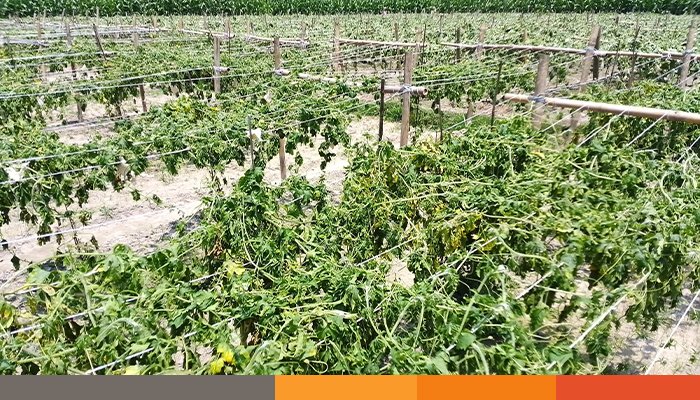 দিনাজপুরে বীরগঞ্জে করলা ও ঝিঙ্গা গাছ কেটে দিল দুর্বৃত্তরা