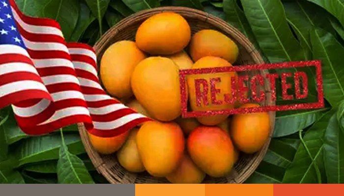 ভারতের ১৫টি আমের চালান বিমানবন্দর থেকেই বাতিল করল যুক্তরাষ্ট্র 