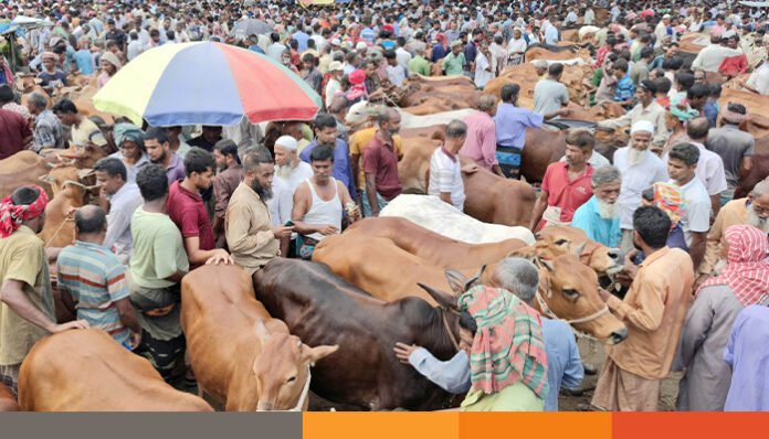 শেষ মুহূর্তে জমে উঠেছে কোরবানীর পশুর হাট