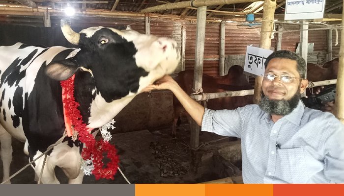 কোরবানিতে জবাই হবে না ‘নোয়াখালীর তুফান’ কোরবানিতে জবাই হবে না ‘নোয়াখালীর তুফান’