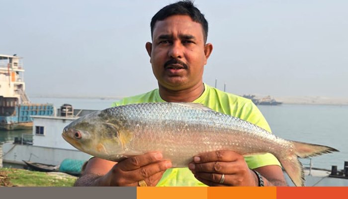 পদ্মার এক ইলিশের দাম সাড়ে ৮ হাজার টাকা!