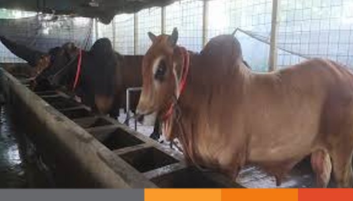 ঈদকে সামনে রেখে পশু প্রস্তুতে ব্যস্ত খামারিরা, ভাল লাভের প্রত্যাশা