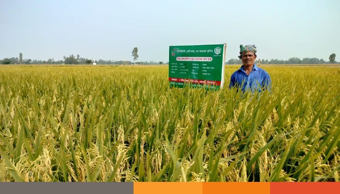 উচ্চ ফলনশীল ও জিংক সমৃদ্ধ নতুন জাতের ধানব্রি-১০২ দিনাজপুরে কৃষকদের মাঝে জাগাচ্ছে সম্ভাবনার আশা