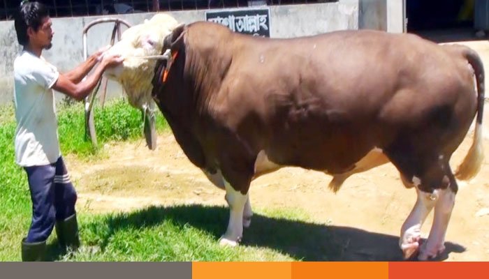 কোরবানির হাট কাঁপাতে এসেছে মৌলভীবাজারের ‘তুফান’।