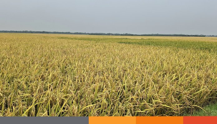 ঝিনাইদহ বোরো ধানের ফলনে খুশি, ঝড়-বৃষ্টিতে বিপাকে কৃষক ঝিনাইদহ বোরো ধানের ফলনে খুশি, ঝড়-বৃষ্টিতে বিপাকে কৃষক