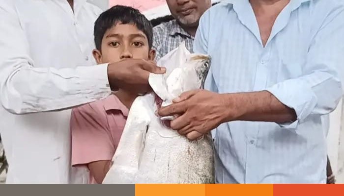 ধরলা নদীতে বড়শিতে ধরা পড়েছে ৭ কেজি ওজনের চিতল মাছ