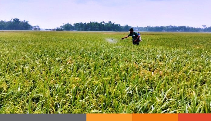 ধান ক্ষেতে কারেন্ট পোকার আক্রমণ, দুশ্চিন্তায় নেত্রকোনার কৃষক ধান ক্ষেতে কারেন্ট পোকার আক্রমণ, দুশ্চিন্তায় নেত্রকোনার কৃষক