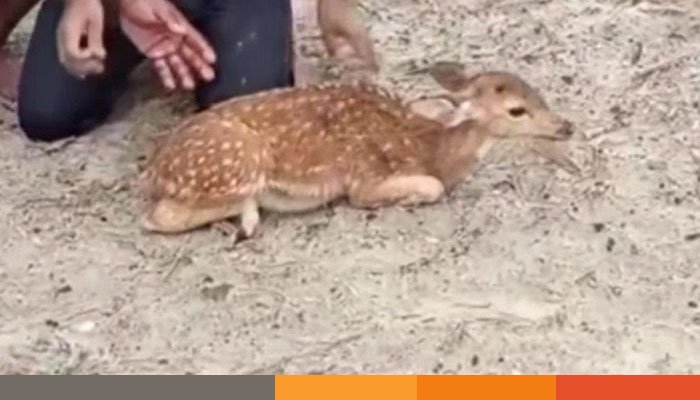 নিম্নচাপ ও জোয়ারে প্লাবিত সুন্দরবন, নদী থেকে হরিণ উদ্ধার