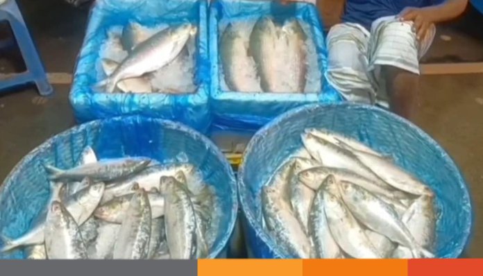 নিষেধাজ্ঞা শেষে চাঁদপুর মাছঘাটে সীমিতি পরিসরে ইলিশ বেচাকেনা