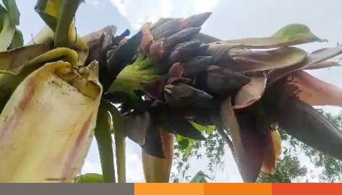 নেত্রকোনায় এক কলা গাছে ৫০ থোর, জনতার ভীড়