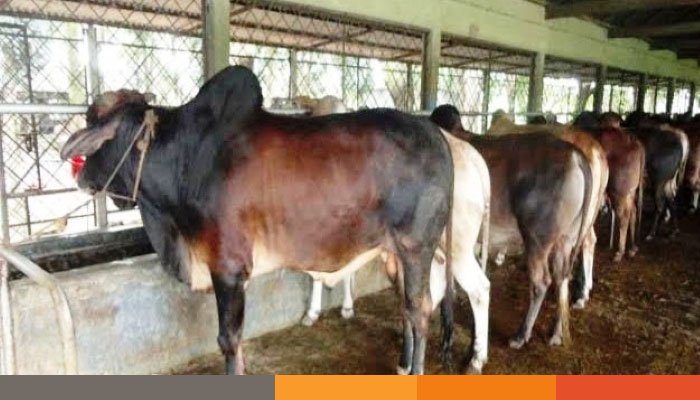 নেত্রকোনার কেন্দুয়ায় কোরবানির পশুর চাহিদার তুলনায় সরবরাহ বেশি