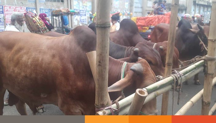 প্রস্তুত কোরবানির পশুর হাট, ক্রেতা-বিক্রেতার অপেক্ষা প্রস্তুত কোরবানির পশুর হাট, ক্রেতা-বিক্রেতার অপেক্ষা