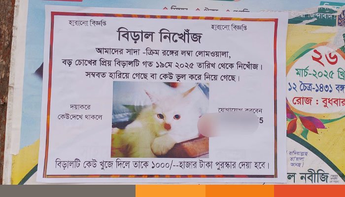 বরগুনায় বিড়াল খুঁজে পেতে সাঁটানো হয়েছে পোস্টার, পুরস্কার ঘোষণা