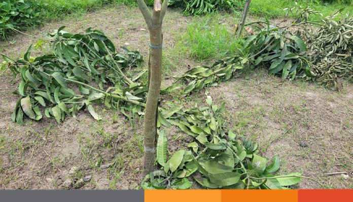 রাজবাড়ীর গোয়ালন্দে ভিটে-বাগানের অর্ধ শতাধিক ফলবান চারাগাছ কেটে ফেলেছে দূবৃত্তরা