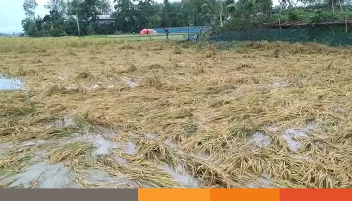 শেরপুরে চেল্লাখালী নদীর পানি বিপদসীমায় ১০৬ সেন্টিমিটার উপরে, দুর্ভোগে কৃষক