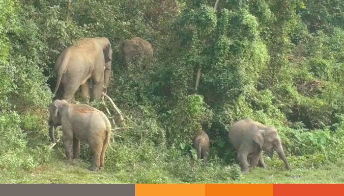 শেরপুরে বন্য হাতির আক্রমণে দুই ঘণ্টার ব্যবধানে দুই জনের মৃত্যু