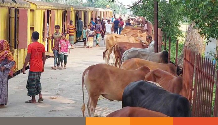 আজ থেকে ঢাকায় আসবে ‘ক্যাটল স্পেশাল ট্রেন’ আজ থেকে ঢাকায় আসবে ‘ক্যাটল স্পেশাল ট্রেন’