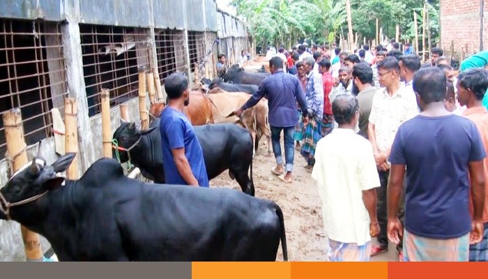 দেশি গরুতে জমেছে মৌলভীবাজারের পশুর হাট, চাহিদার চেয়ে উৎপাদন বেশি