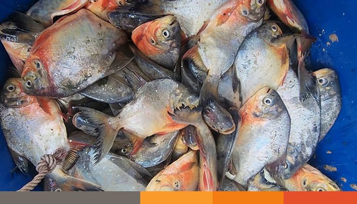 ব্রাহ্মণবাড়িয়ার নাসিরনগরে নিষিদ্ধ পিরানহা মাছ জব্দ