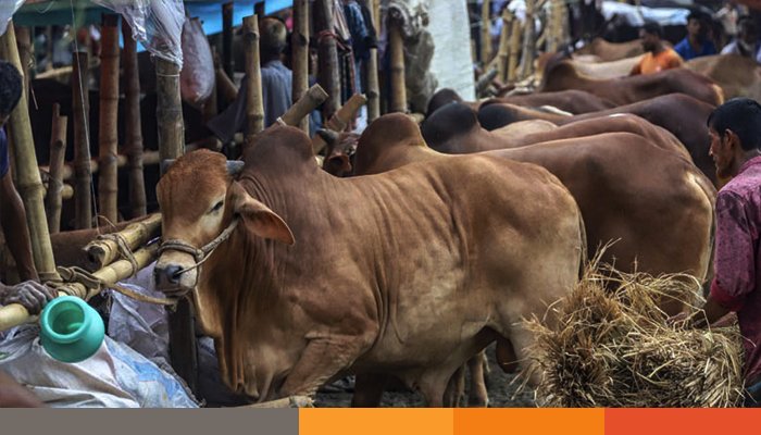 ঈদের আগে প্রস্তুত শনির আখড়ায় পশুর হাট