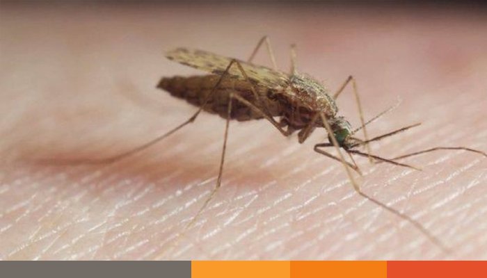 কক্সবাজারে হঠাৎ চোখ রাঙাচ্ছে ম্যালেরিয়া আক্রান্তেরর সংখ্যা