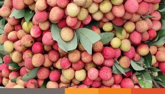 জিআই স্বীকৃতির পর দিনাজপুরের লিচু পাড়ি দিতে চায় বিশ্ববাজারে