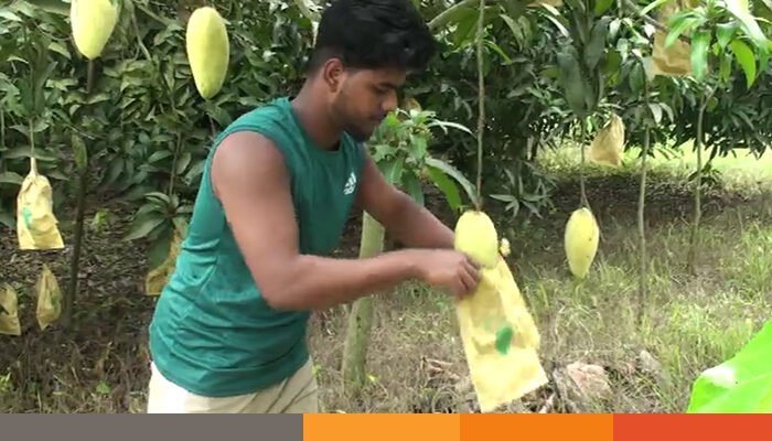 বিদেশি আম চাষে ফরিদপুরের নাঈমের সাফল্য