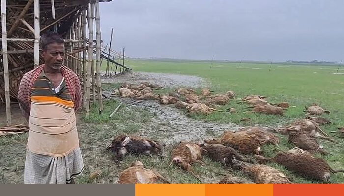 সোনাগাজীতে প্রবল জোয়ার ও কুকুরের আক্রমণে ১৭০ ভেড়ার মৃত্যু, খামারির ১৯ লাখ টাকার ক্ষতি সোনাগাজীতে প্রবল জোয়ার ও কুকুরের আক্রমণে ১৭০ ভেড়ার মৃত্যু, খামারির ১৯ লাখ টাকার ক্ষতি