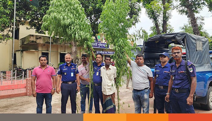 কালীগঞ্জে দুইটি গাঁজা গাছসহ মাদক ব্যবসায়ী আটক