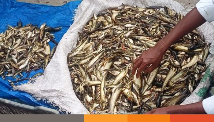 চায়না দুয়ারী জালের ব্যাপকতায় হুমকির মুখে দেশীয় মাছ ও জীববৈচিত্র্য চায়না দুয়ারী জালের ব্যাপকতায় হুমকির মুখে দেশীয় মাছ ও জীববৈচিত্র্য