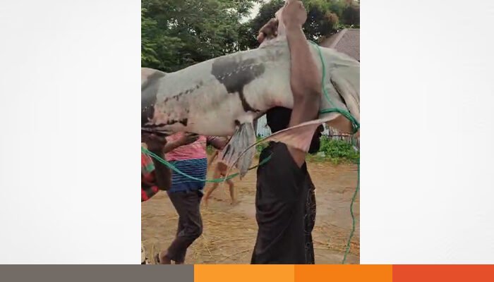 দৌলতদিয়ার পদ্মায় ধরা পড়লো ৫০ কেজি  ওজনের বাঘাড় মাছ, ৭৭ হাজারে বিক্রি!