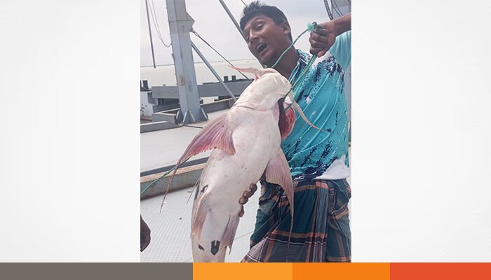 এক বাঘাড় মাছের দাম ১৯,২০০ টাকা!