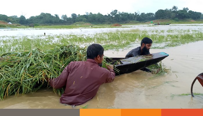 রাঙামাটিতে ভারি বর্ষণে তলিয়ে গেছে ধান, কেটে বাড়ি পৌঁছে দিচ্ছে আনসার সদস্যরা রাঙামাটিতে ভারি বর্ষণে তলিয়ে গেছে ধান, কেটে বাড়ি পৌঁছে দিচ্ছে আনসার সদস্যরা