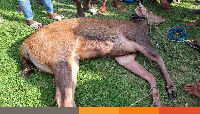 নদীতে ঝাঁপ দিল বিলুপ্তপ্রায় সাম্বার হরিণ, উদ্ধার করল বন বিভাগ নদীতে ঝাঁপ দিল বিলুপ্তপ্রায় সাম্বার হরিণ, উদ্ধার করল বন বিভাগ