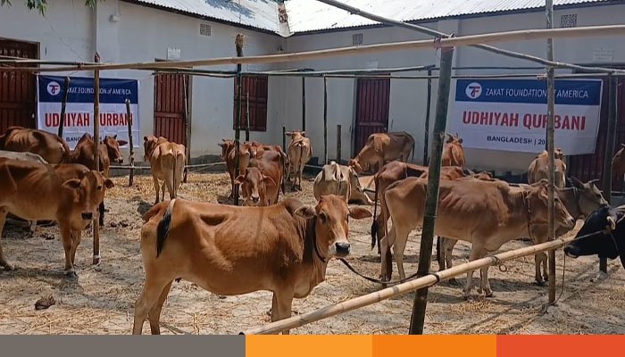 কুড়িগ্রামে ৫২ টি কোরবানির গরু নিয়ে দুঃস্থদের পাশে যাকাত ফাউন্ডেশন অব আমেরিকা।