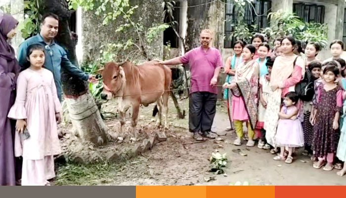কুমিল্লায় ঈদ উপলক্ষে এতিম শিশুদের গরু উপহার