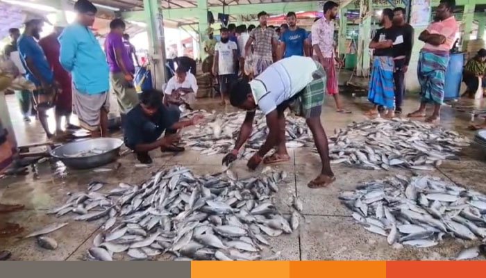 নিষেধাজ্ঞা উঠে যাওয়ার প্রথম দিনে এক জেলে পেল ৪৩ মন ইলিশ
