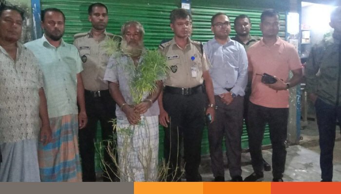 বুড়িচংয়ে সবজিক্ষেতে গাঁজার চাষ, আটক চাষী