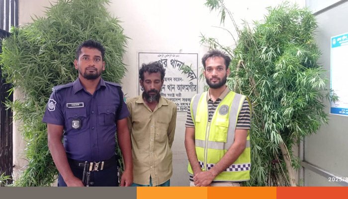 মুজিবনগরে বসতবাড়ির পিছন থেকে তিনটি গাঁজা গাছ উদ্ধার, আটক ১