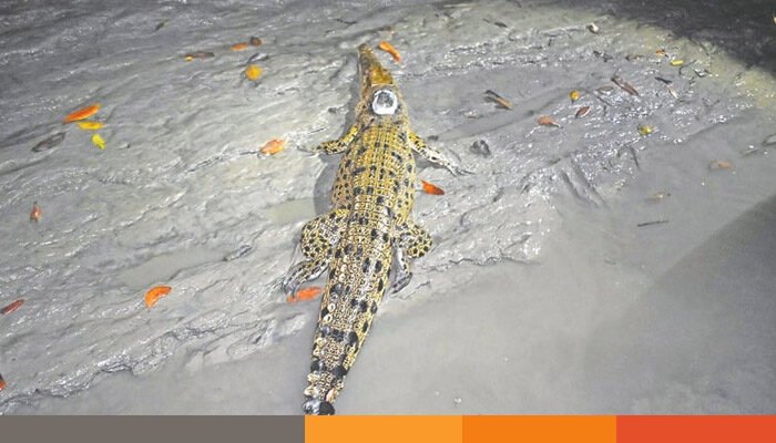 দীর্ঘ ভ্রমণের পর উধাও সেই পাঁচ কুমির