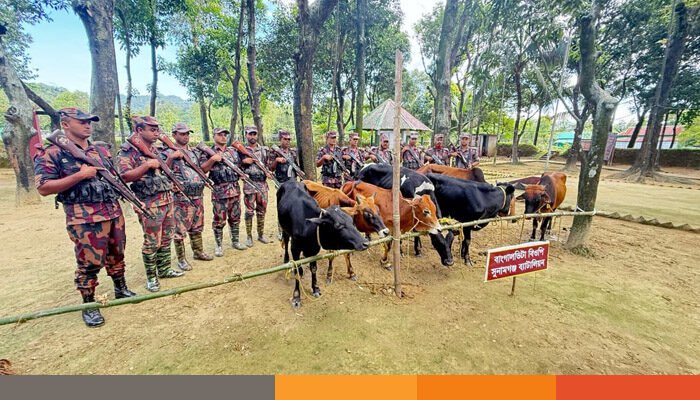 সুনামগঞ্জ সীমান্তে ২৮ বিজিবির অভিযানে ১১টি ভারতীয় গরু আটক