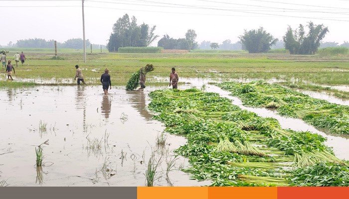 thakurgaon