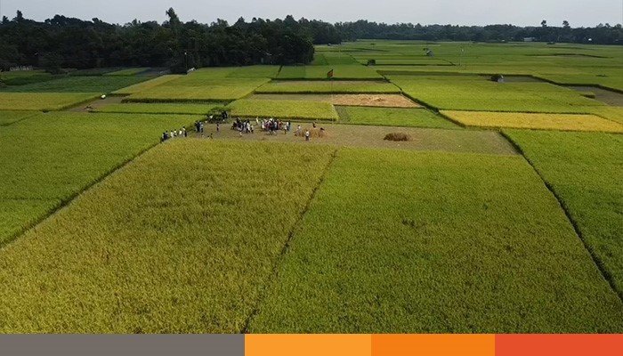 tangail
